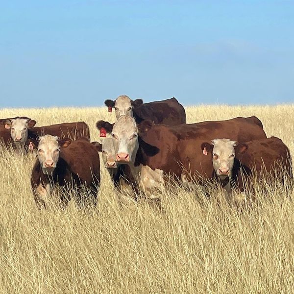 Texas Herefords for Sale
Redbird Ranch Cattle
Herefords
Polled Herefords
Horned Herefords
F1 Cattle