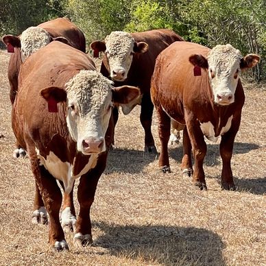 Hereford Bulls FOR SALE