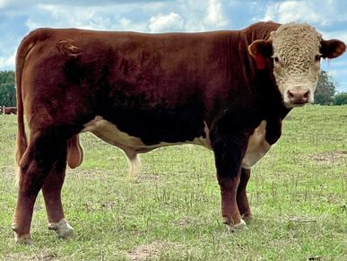 Hereford Bulls FOR SALE