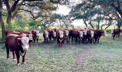HEREFORD BULLS FOR SALE