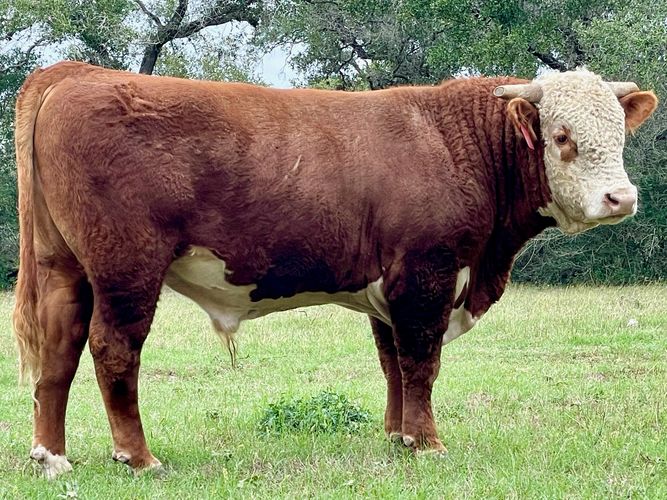 Herefords, Polled and Horned, and Golden Certified F1s for Sale in TX