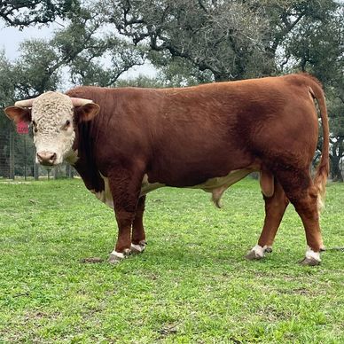 Hereford Bulls FOR SALE Near Me
Hereford Bulls FOR SALE
Hereford Bulls FOR SALE IN TEXAS