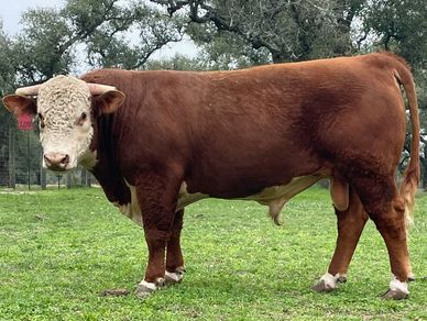 Hereford Bulls FOR SALE
Hereford Bulls FOR SALE in Texas
Polled Herefords FOR SALE
