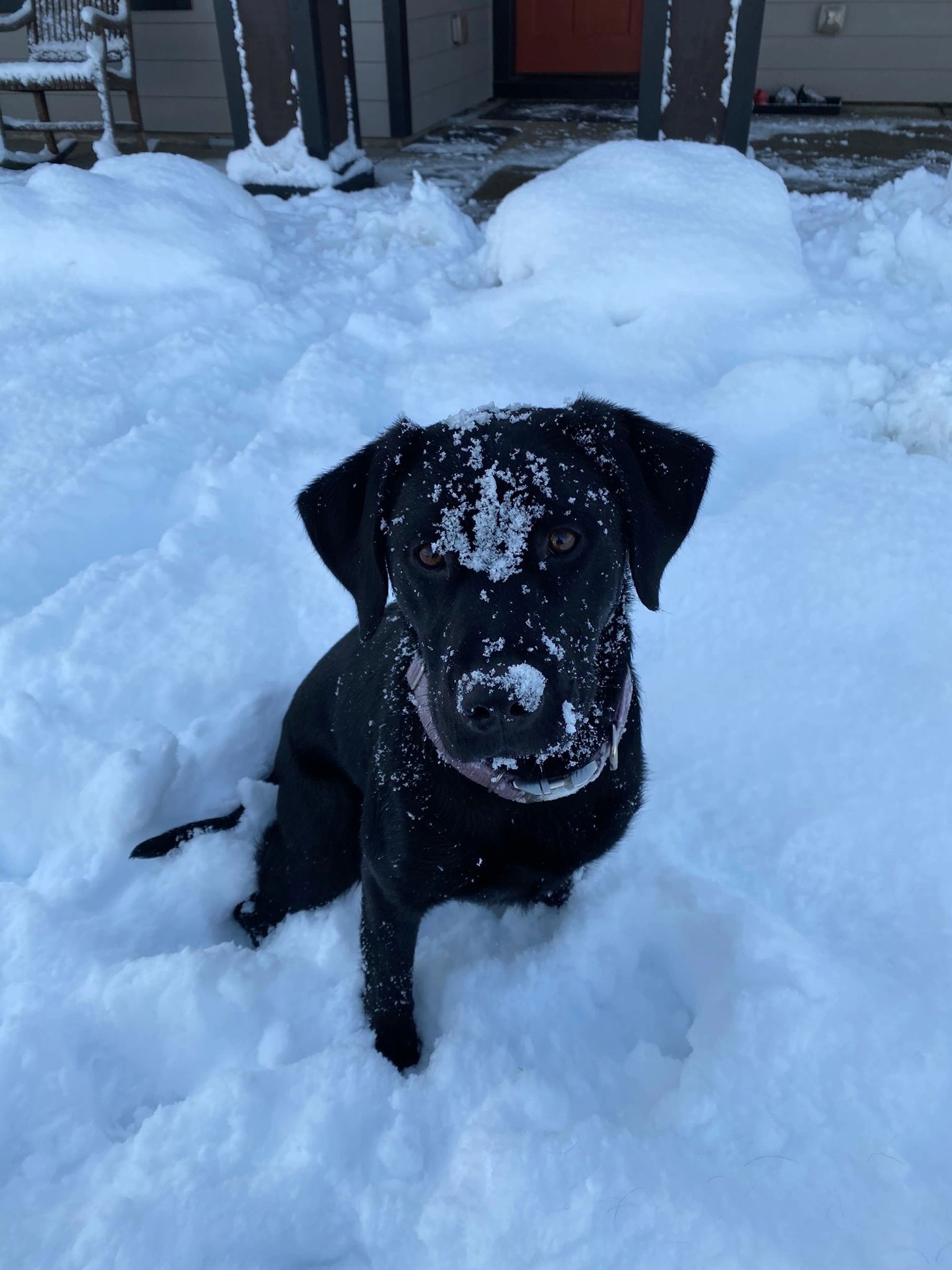 Jensendistributionservices Black Labradors in the Snow Indoor or Outdoor Mat;  18 x 27 MI893026