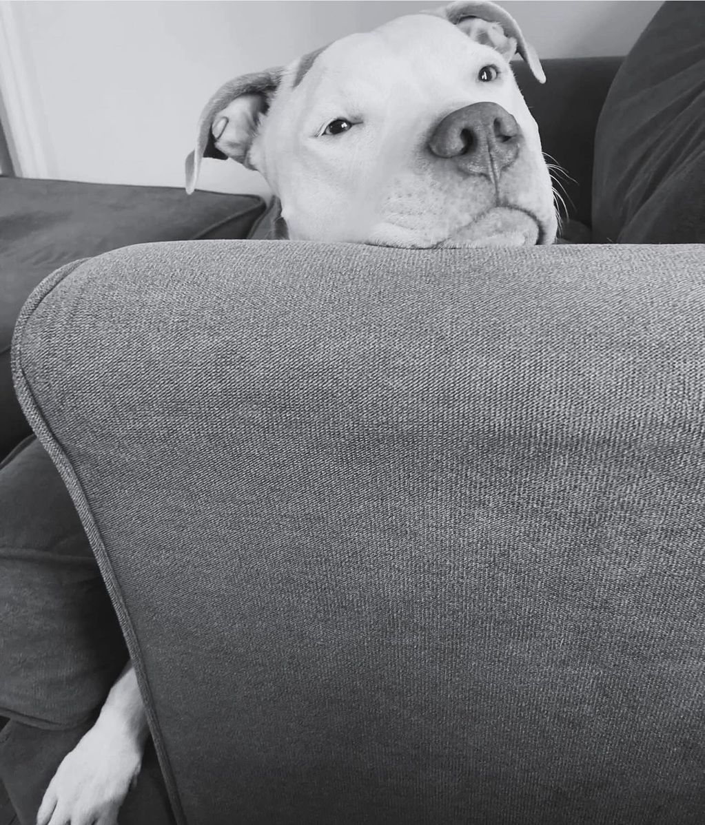 Dog resting its head on a couch backrest, looking relaxed.