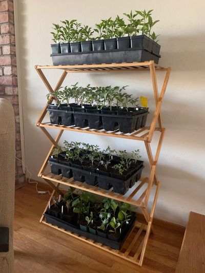 Shelving unit with trays of seedlings