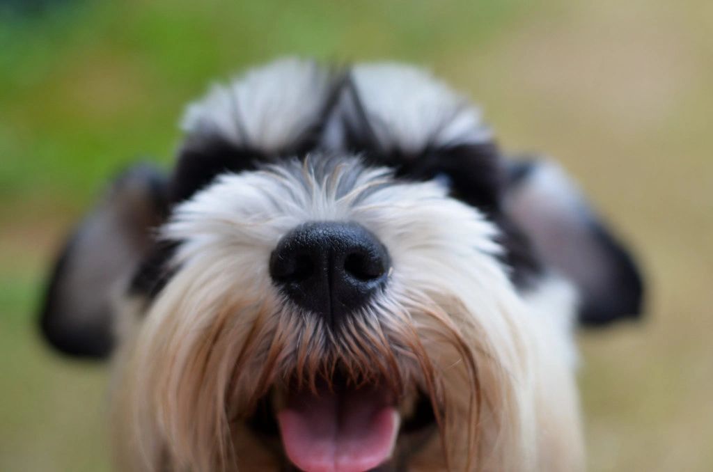 Close-up of a happy dog with a black nose and fluffy fur.