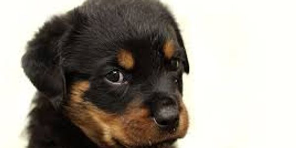 Guardian Rottweiler Breeding Rottweiler Breeding Dog Breeding