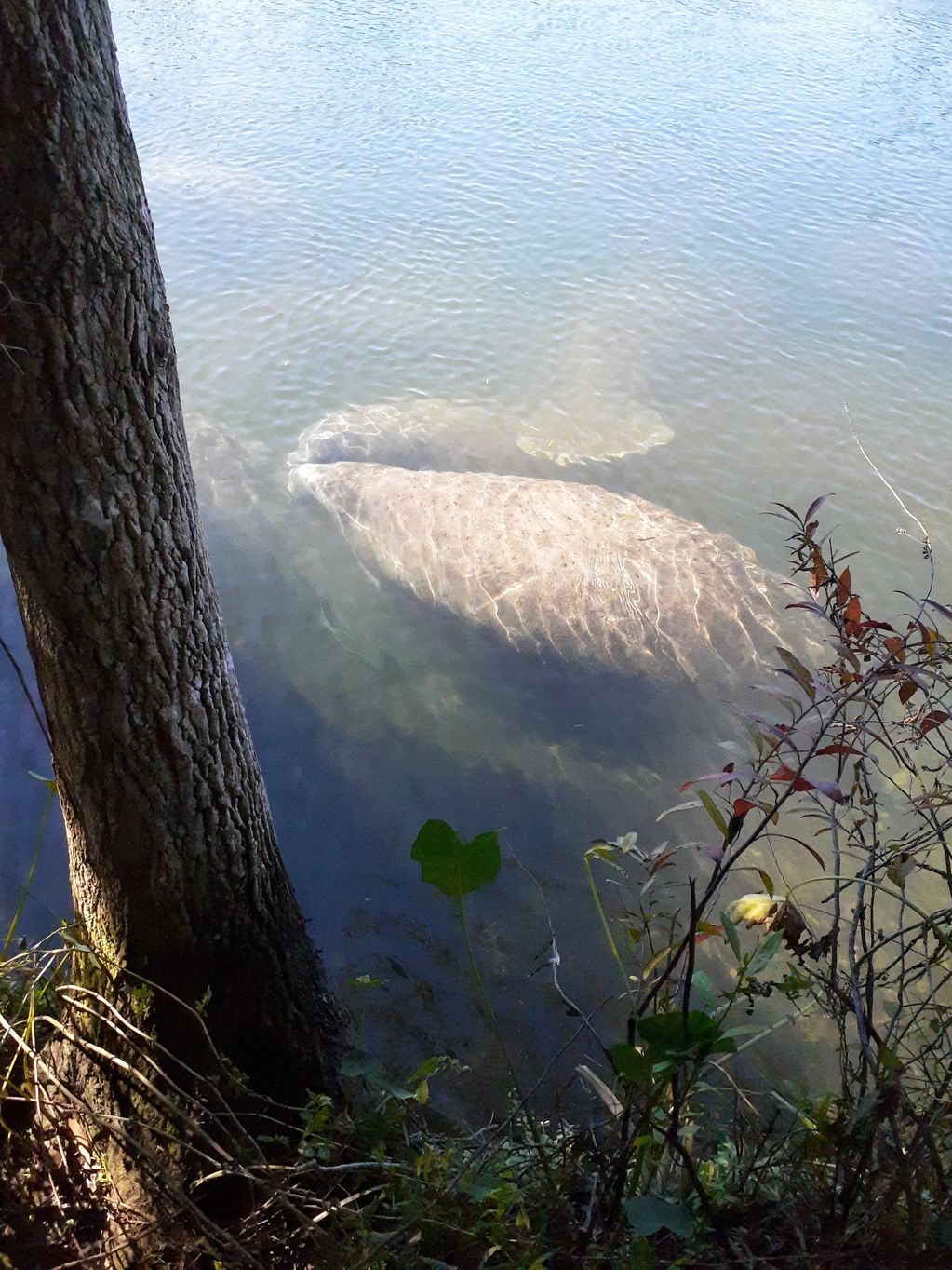 Manatees at edge