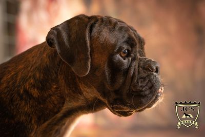 JCS Boxers - Boxer Puppies, Puppies for Sale, Boxer Breeder