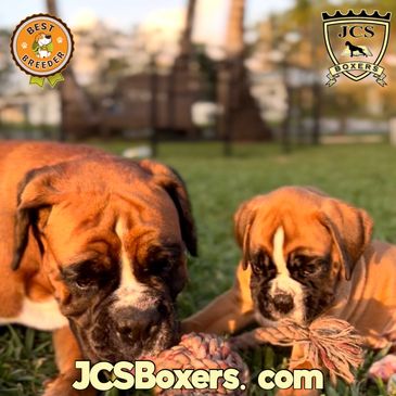 Boxer Puppies - JCS Boxers