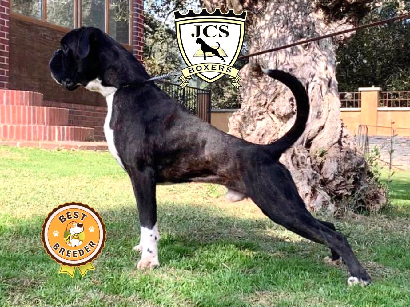 Boxer Puppies - JCS Boxers