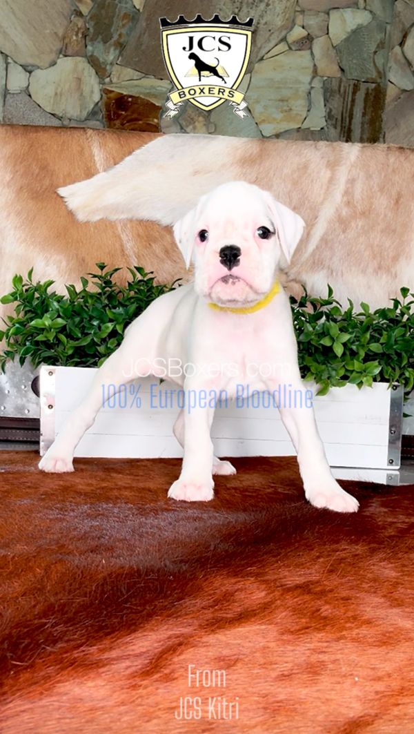 JCS Boxers puppies, Best Boxer Breeder in USA, European Boxer, Boxer puppies for sale, white boxer