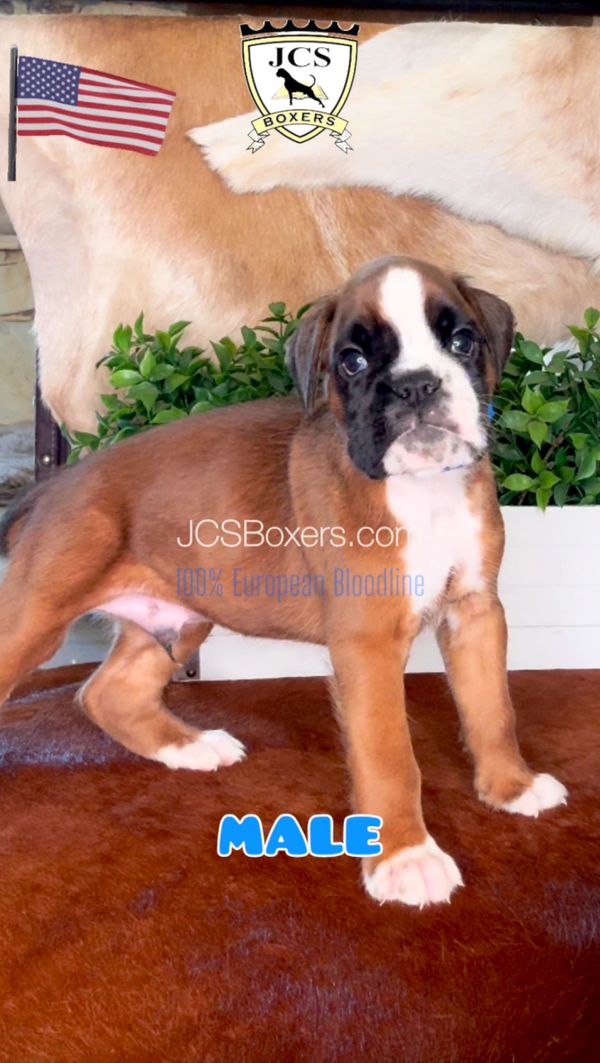 JCS Boxers puppies, Best Boxer Breeder in the USA, European Boxer, Boxer puppies for sale.