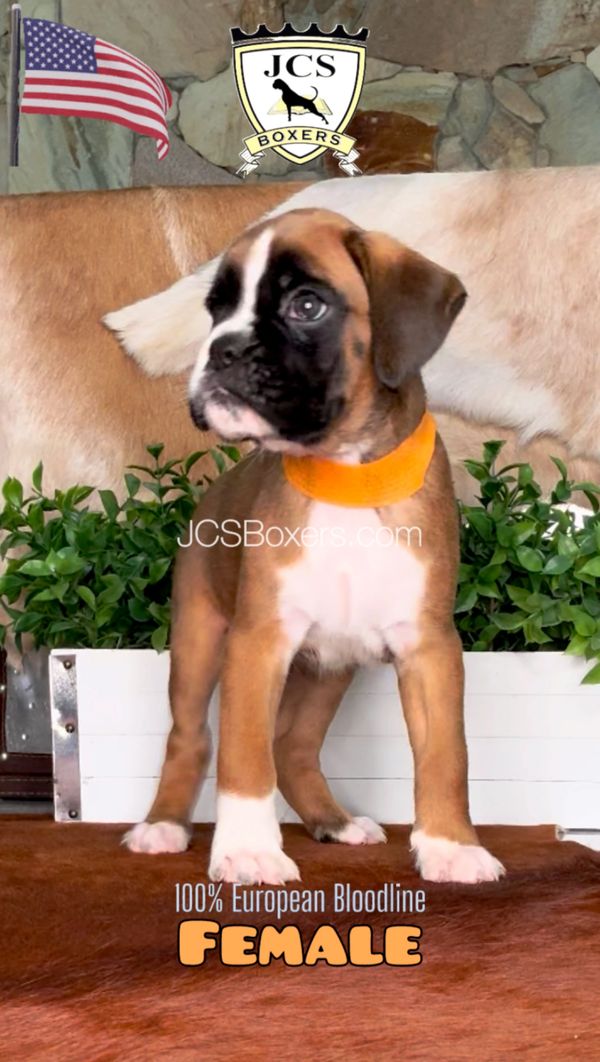 JCS Boxers puppies, Best Boxer Breeder in the USA, European Boxer, Boxer puppies for sale.