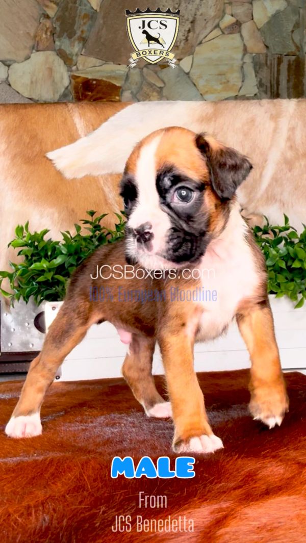 JCS Boxers puppies, Best Boxer Breeder in the USA, European Boxer, Boxer puppies for sale.