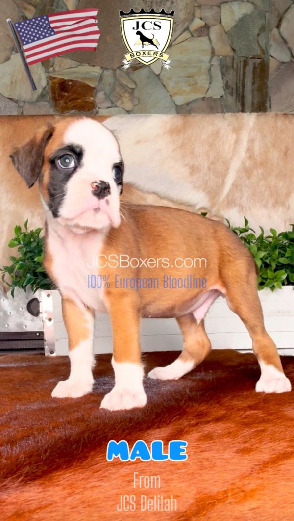 JCS Boxers puppies, Best Boxer Breeder in the USA, European Boxer, Boxer puppies for sale.