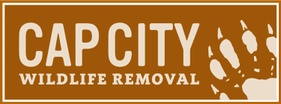 Cap City Wildlife Removal