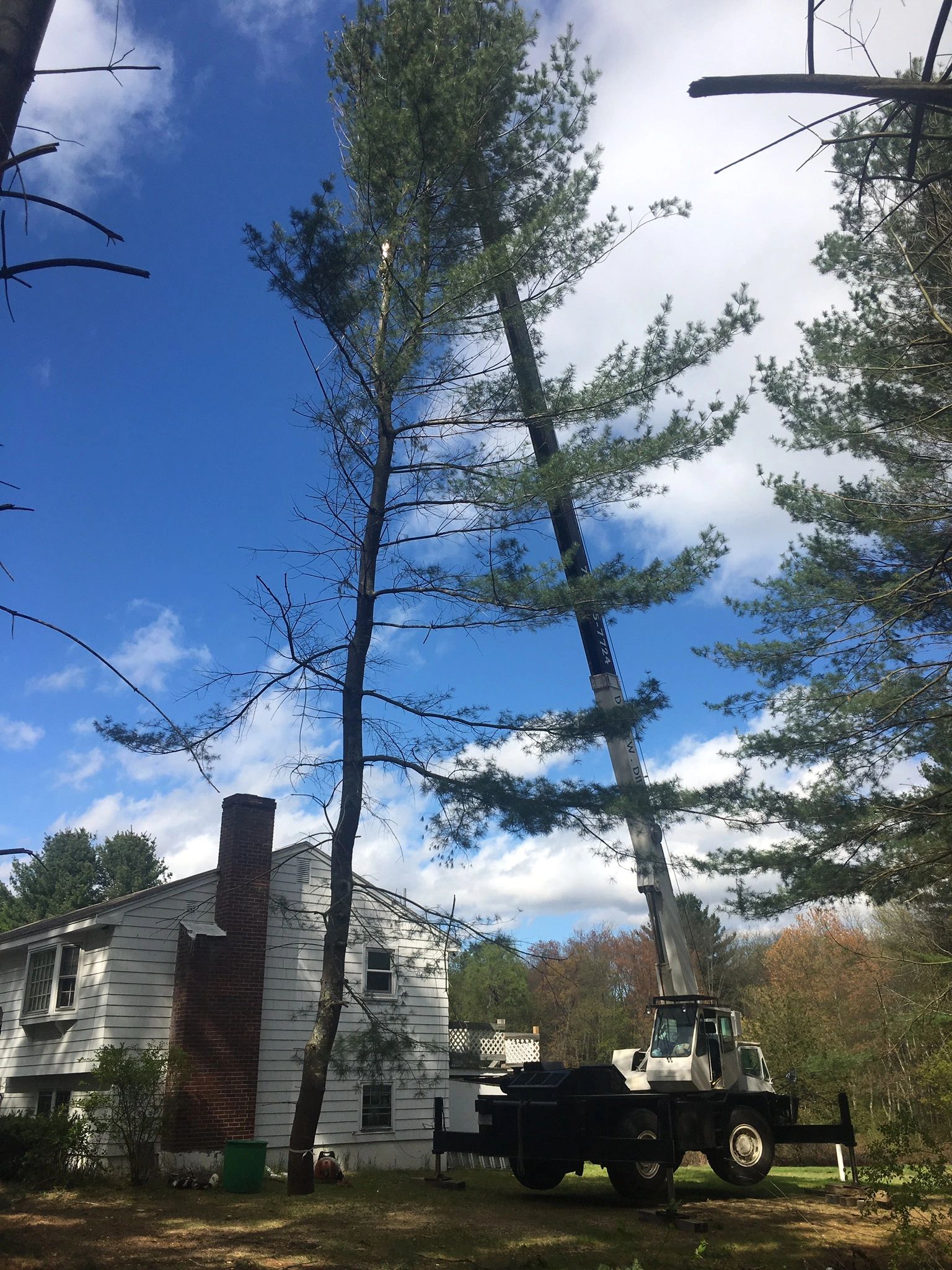 Tree Removal Tree Service David W Dillen tree service inc