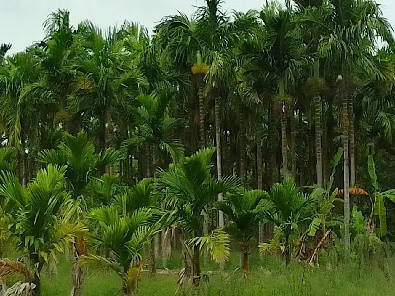 A close-up view of gracefully arched palm leaves, their lush green surfaces highlighted by sun