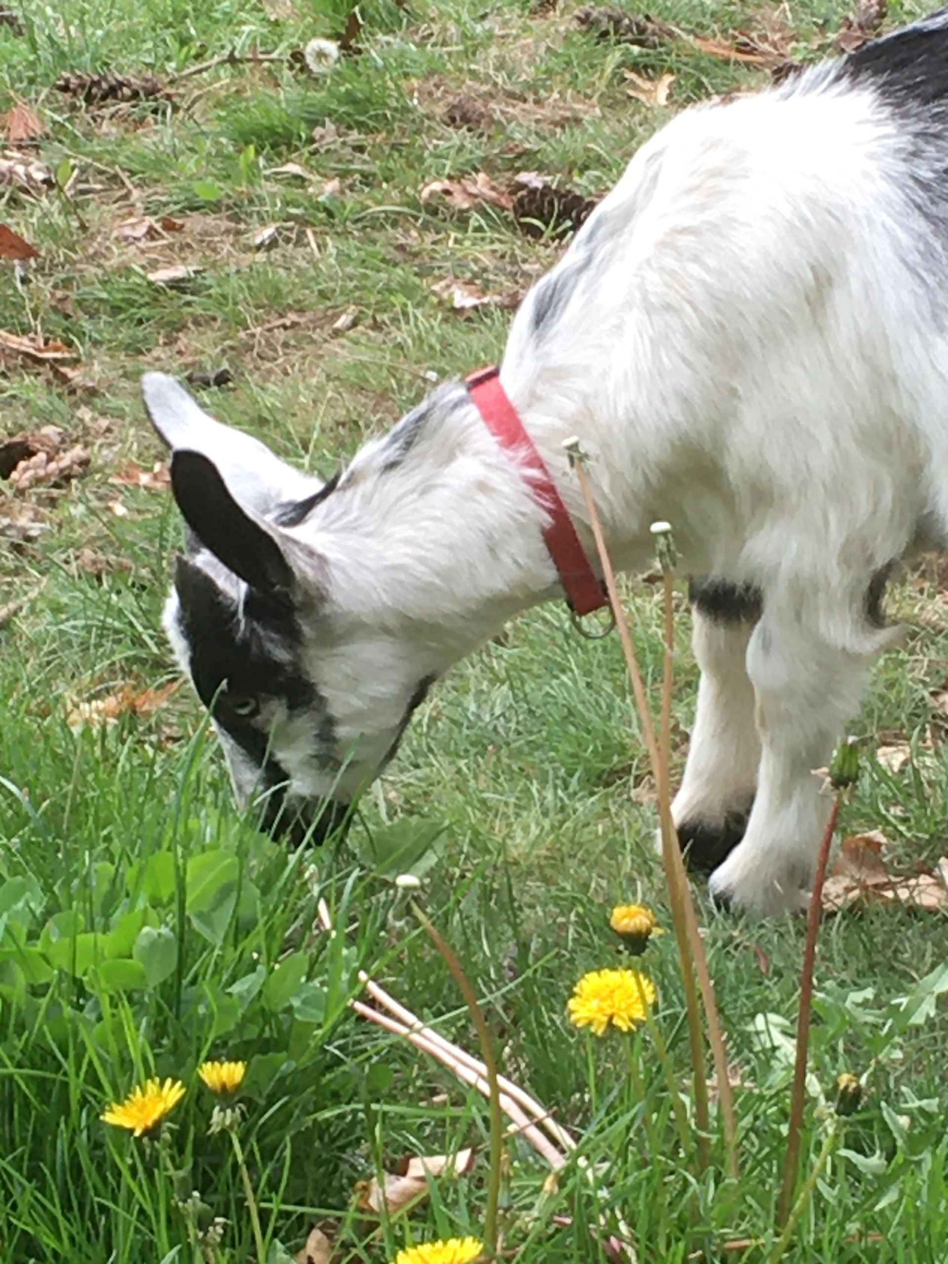 Do Goats Eat Poison Ivy?