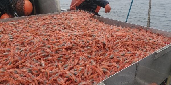 Humpback Shrimp