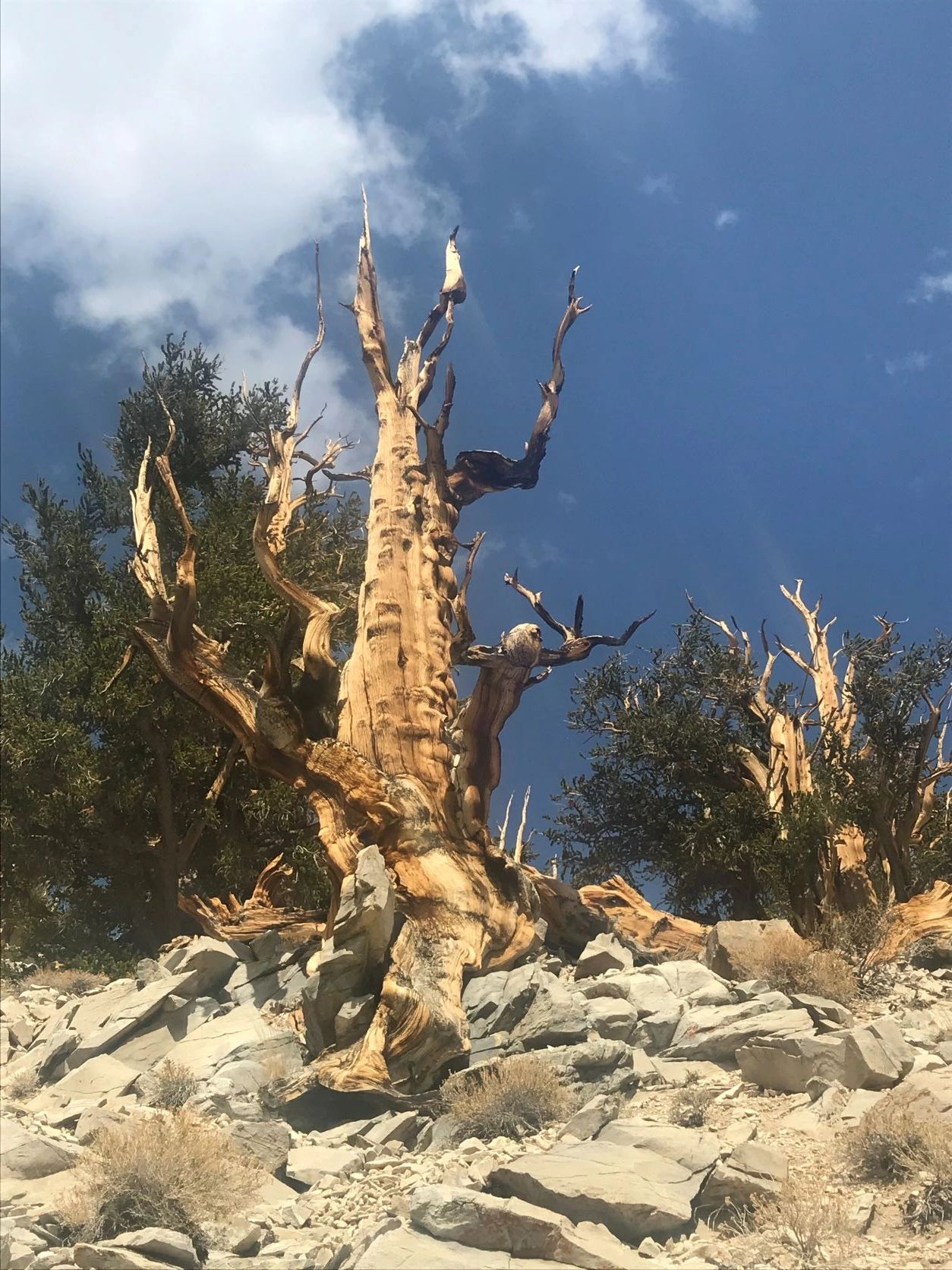 the oldest bristlecone pine tree in world