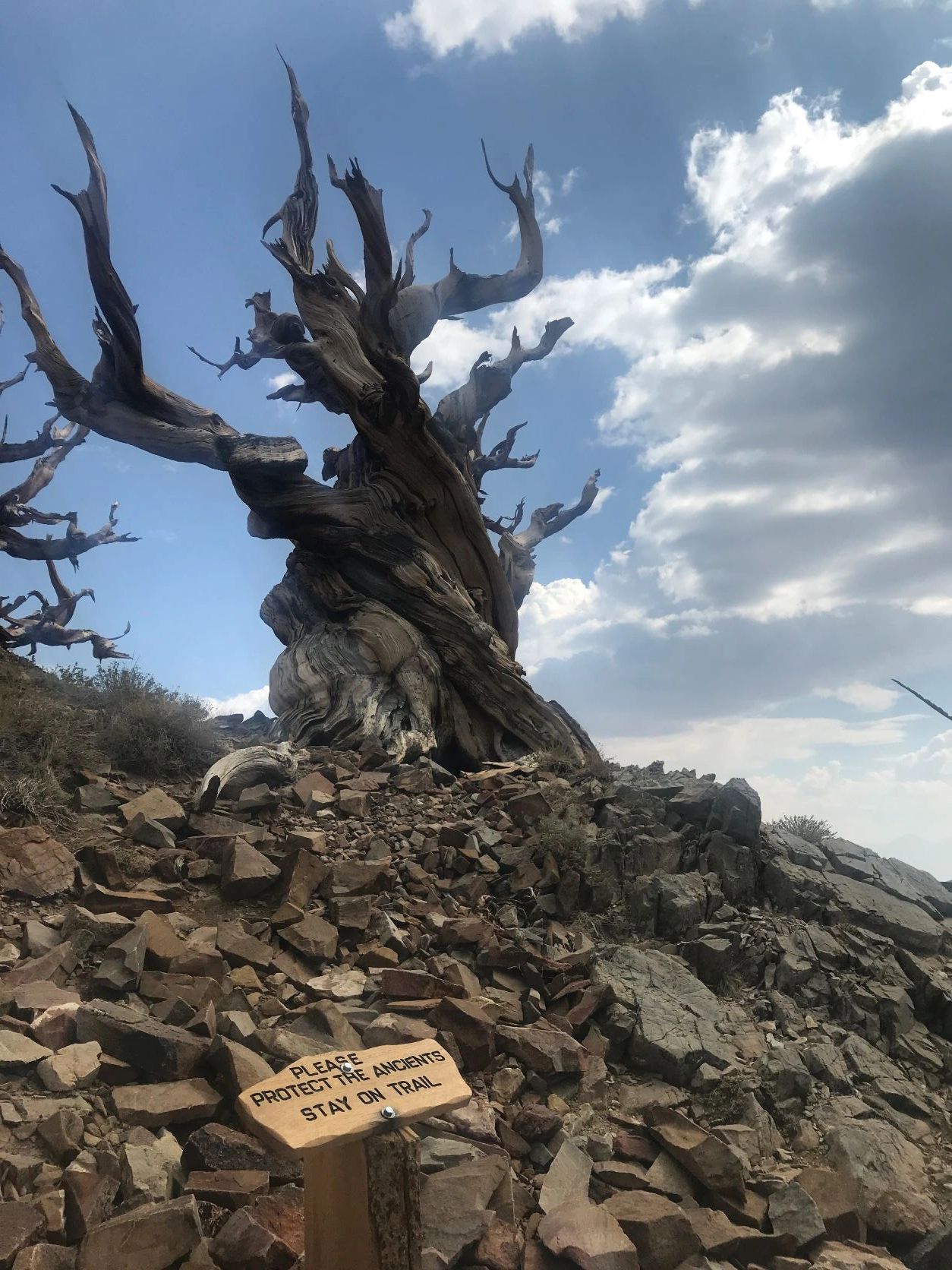Exploring the Ancient Bristlecone Pine Forest