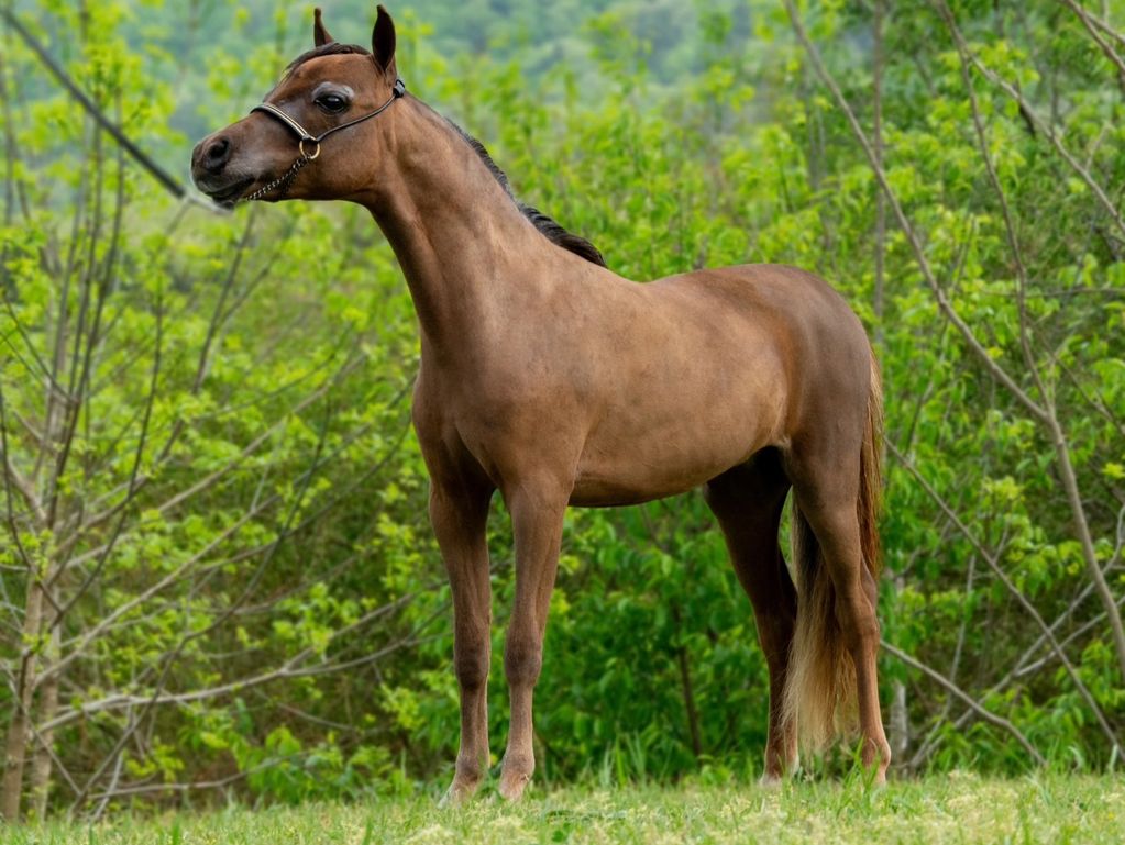 A brown horse standing on grass with green trees in the background.
