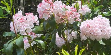 Ordainment Rs=w:388,h:194,cg:true,m