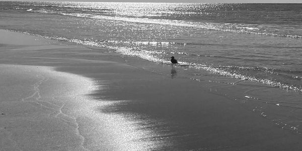 A bird following me on the beach