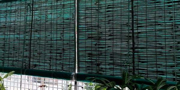 Indoor plants placed near a window covered with bamboo blinds.
