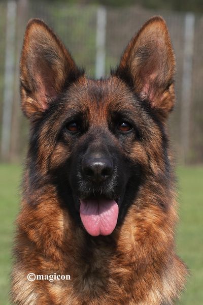 Close-up of a happy German Shepherd with tongue out.