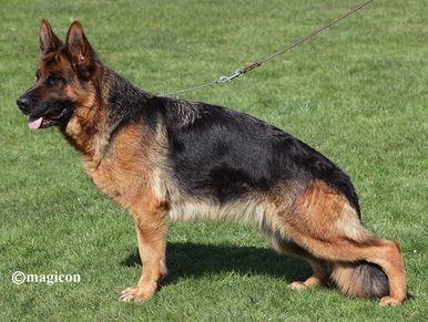German Shepherd Female Dogs - Kennel Latmon