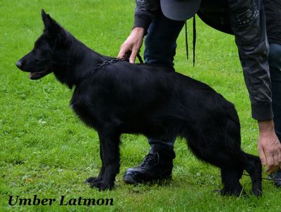 A black German Shepherd dog standing on grass with a person adjusting its posture.
