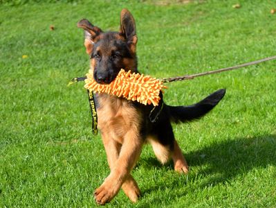 German Shepherd puppy playing with an orange toy on a leash in the grass.