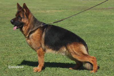 German Shepherd dog standing on grass with leash.