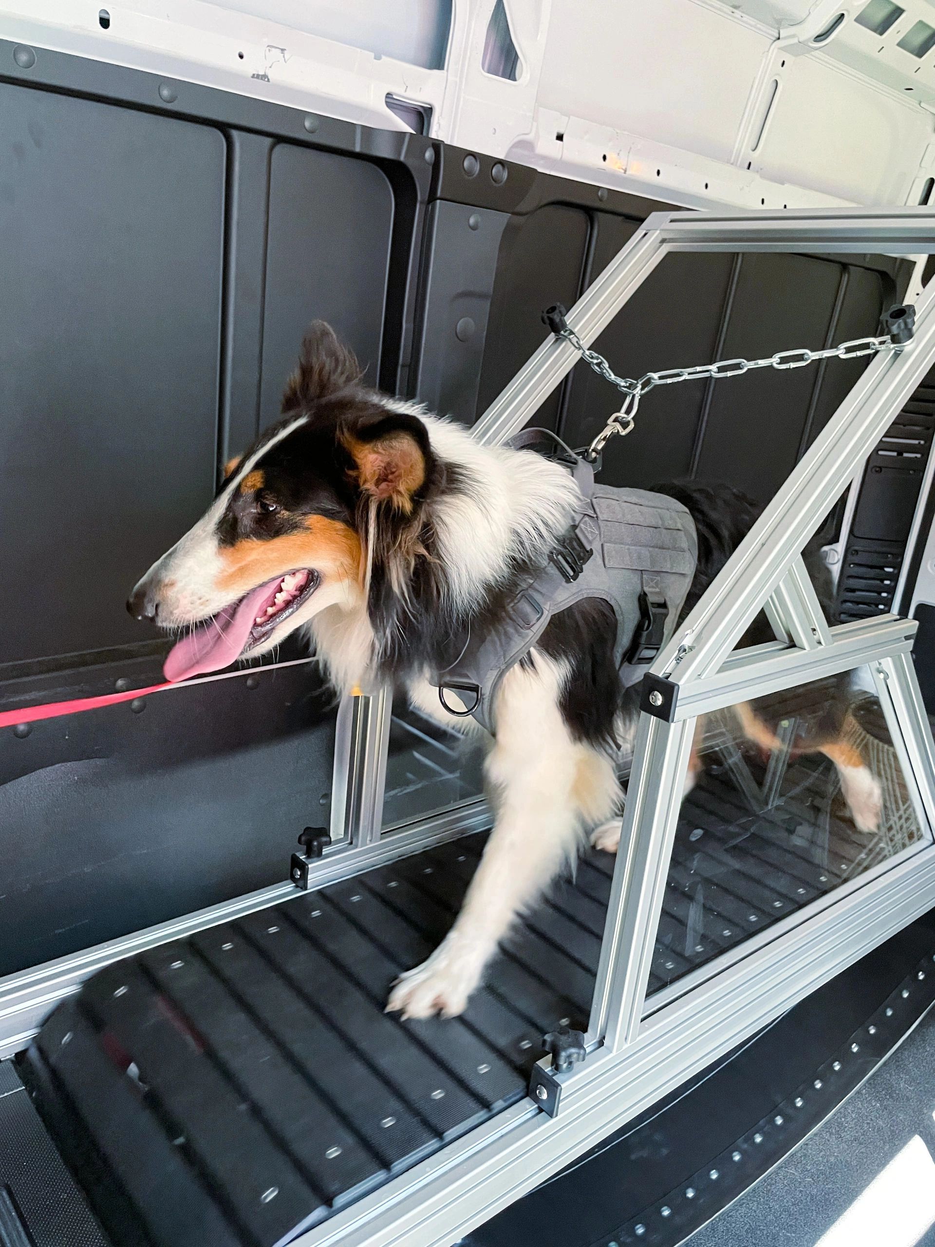 Zoomies Mobile Dog Gym Mobile Gym, Pet Services, Exercise