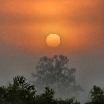 Sun glowing in a foggy sky above trees.