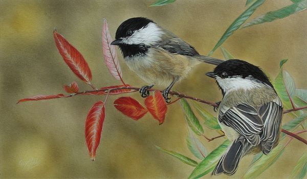 Black Capped Chickadees