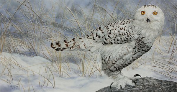 Snowy owl in winter scene