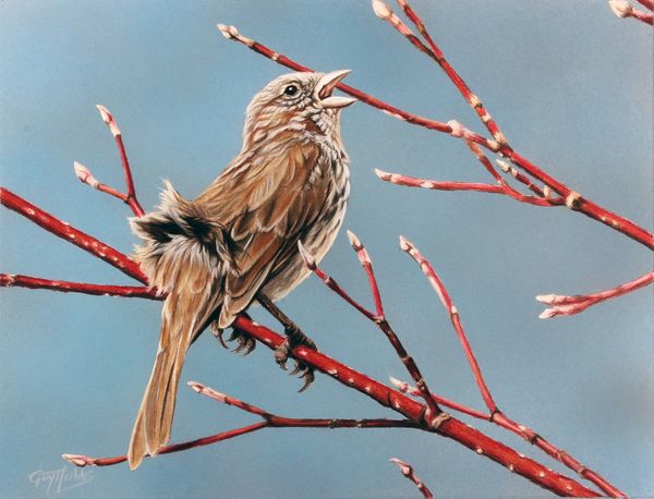 Song Sparrow