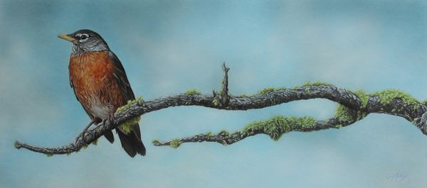 American Robin