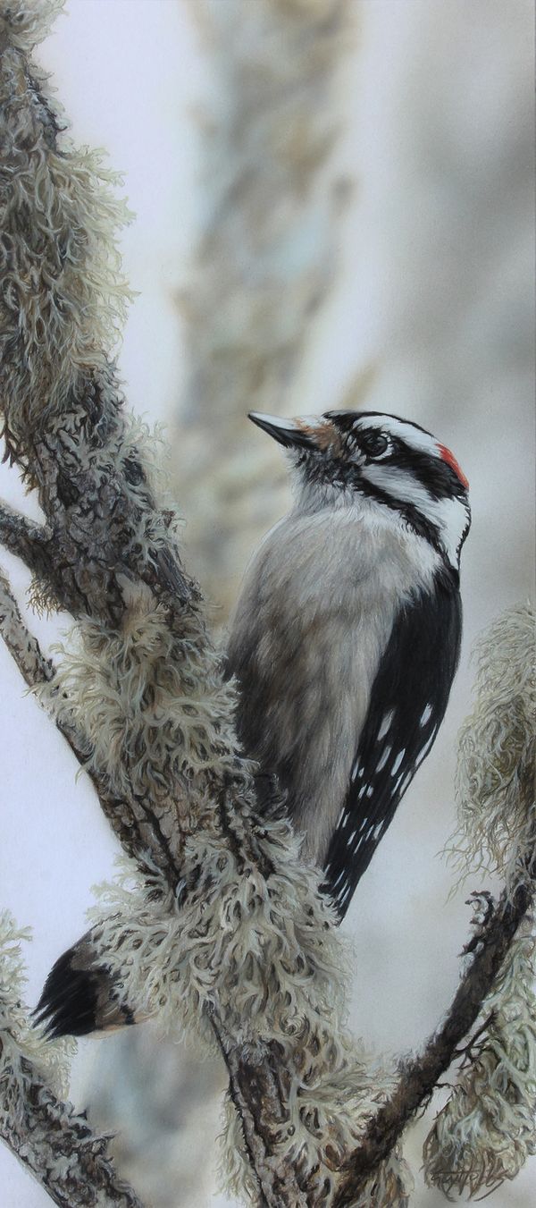 Downy Woodpecker