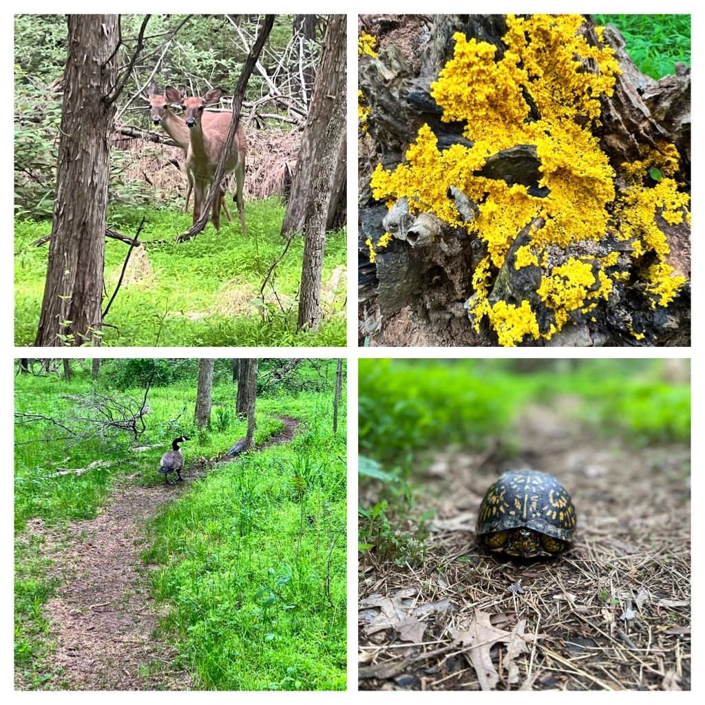 Deer, lichen, geese and turtle