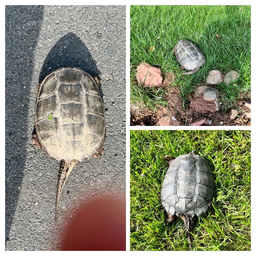 Snapping turtles Snapping turtles
