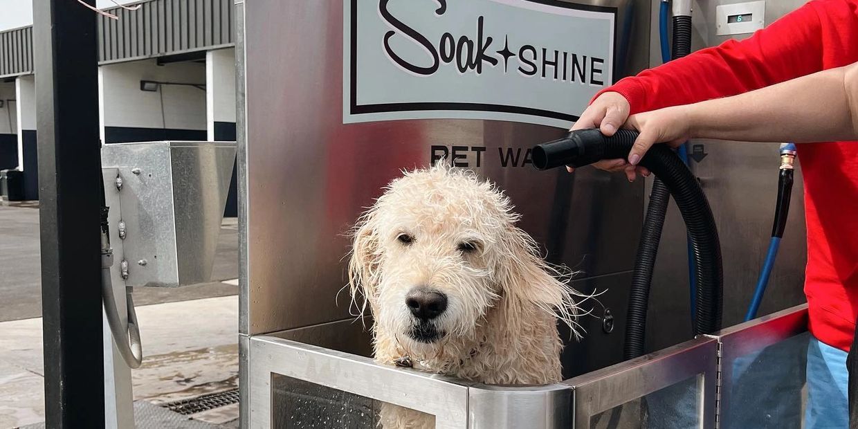 Cute dog gets a blow dry.