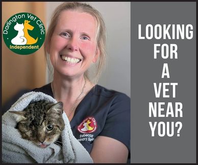 Smiling vet holding a cat wrapped in a towel with clinic logo and text asking for a nearby vet.