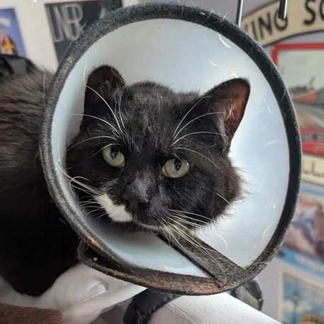 Black and white cat wearing a protective cone collar.