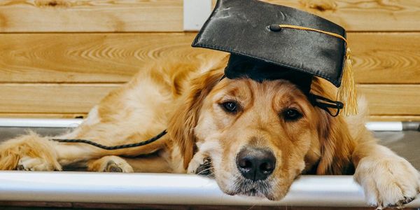 Golden retriever wearing a graduation cap lying down.